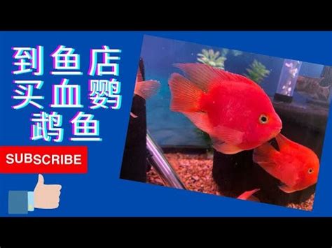 血鸚鵡適合溫度|血鸚鵡魚飼養 專家給建議！